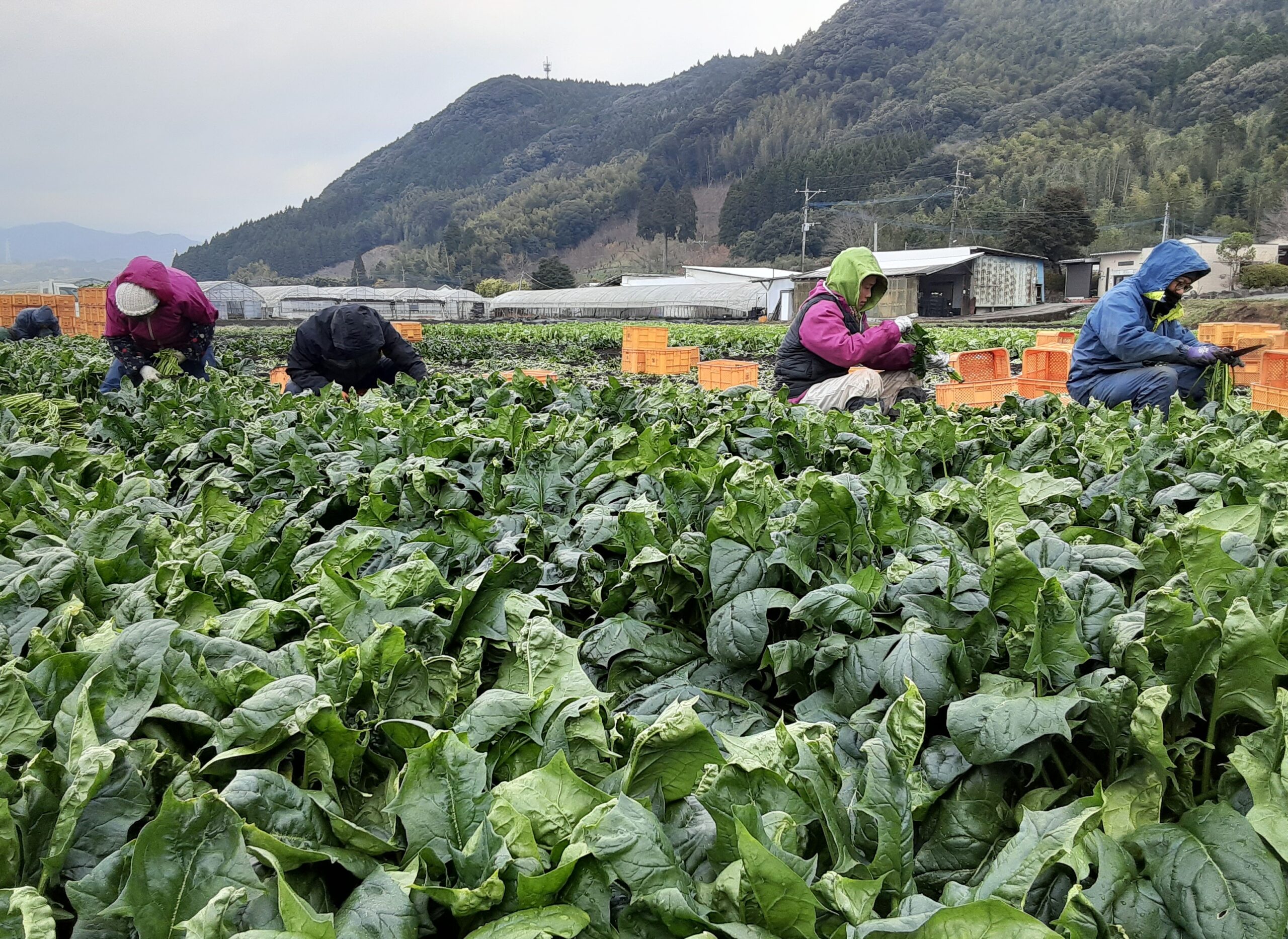 和 - えびのの田園と自然の調和