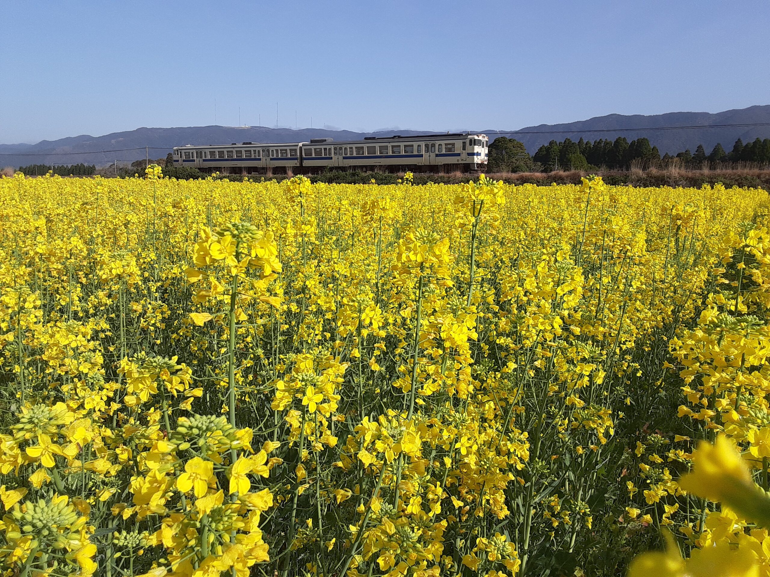 地域との交流・菜の花の風景