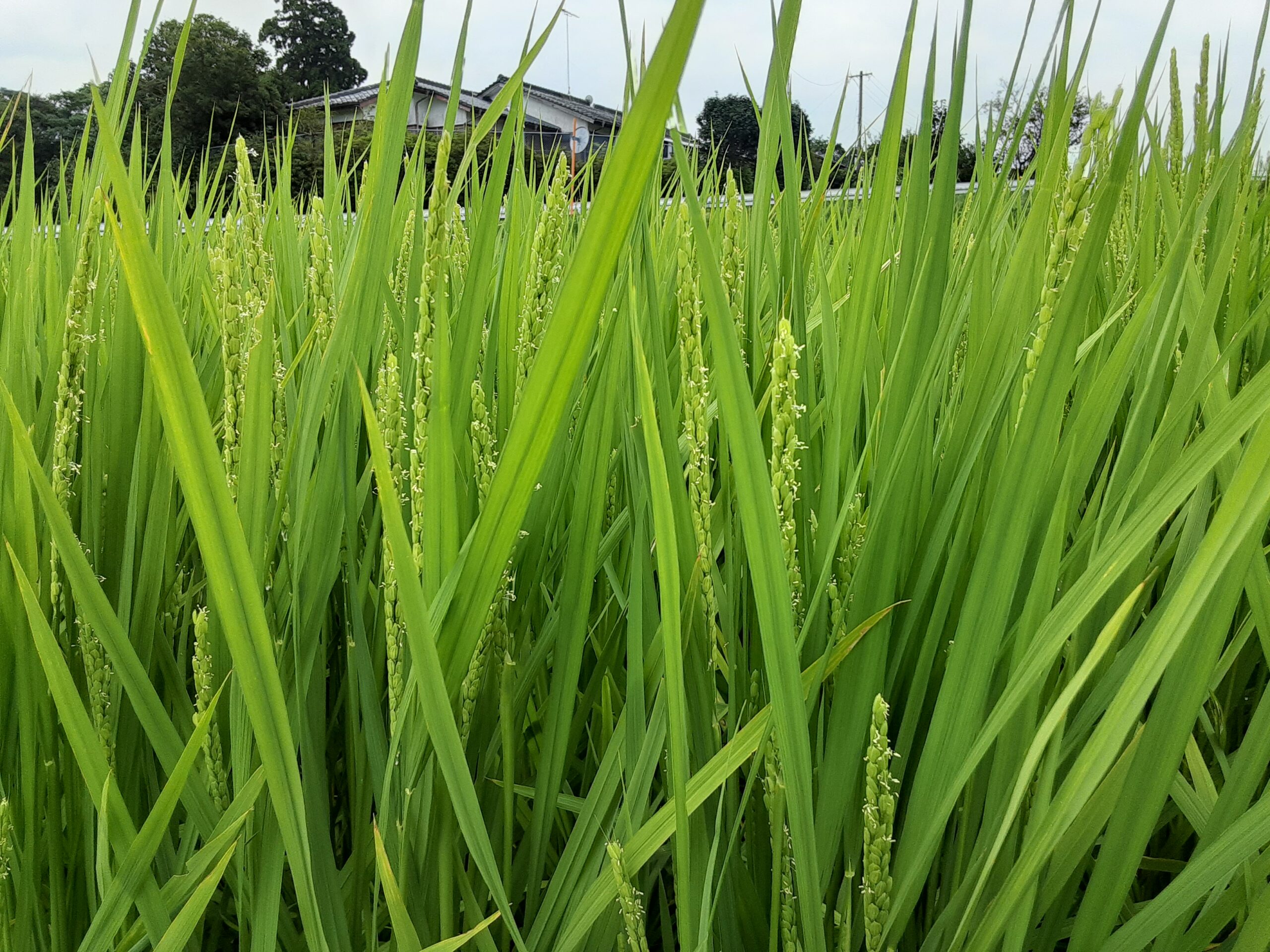 えびの市の水田風景