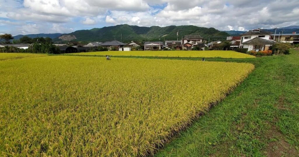 KITAHARA Farm 栽培品目