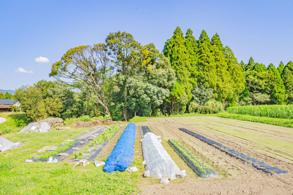 虹いろ農園 栽培品目